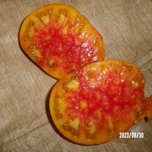 Amish Bicolor