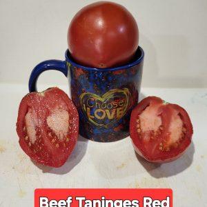 Beef Taninges