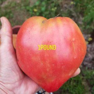 Belize Pink Heart