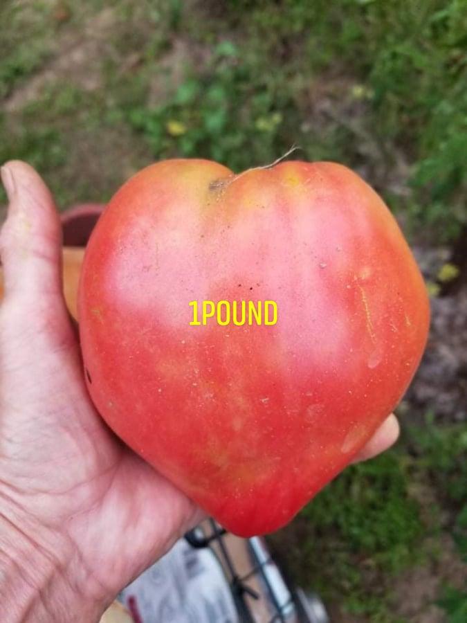Belize Pink Heart