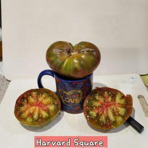 Harvard Square