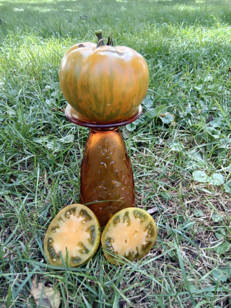 Kozula 179 Zebra Zolta