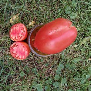 Unthank Hays Grisham( paste)