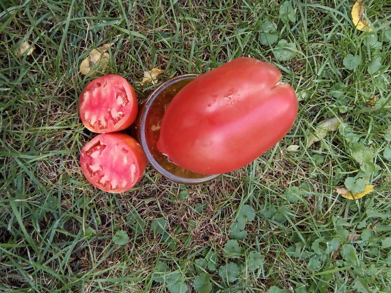 Unthank Hays Grisham( paste)