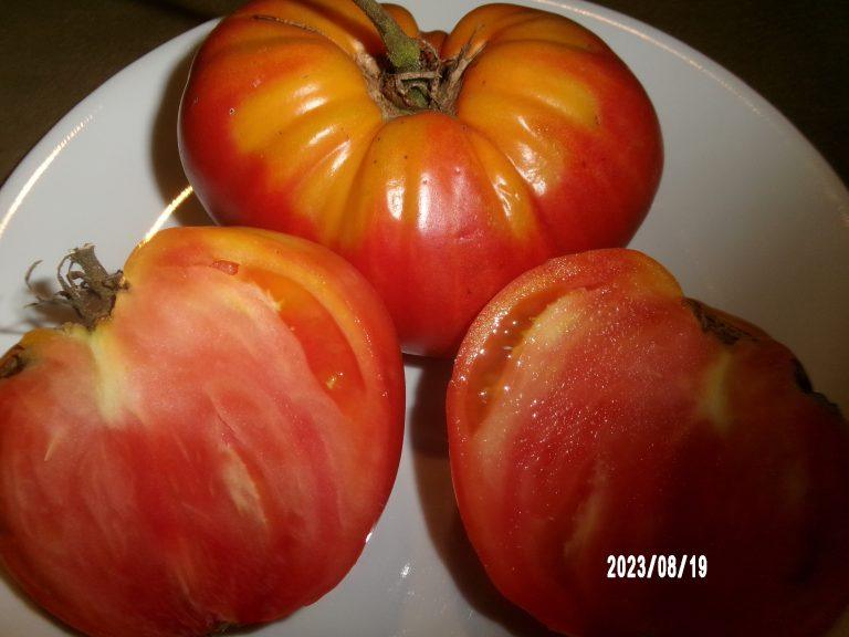 Anzelena Giagante Ukranskaya