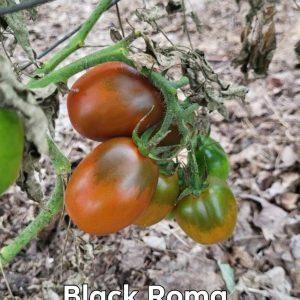 Black Roma (paste)