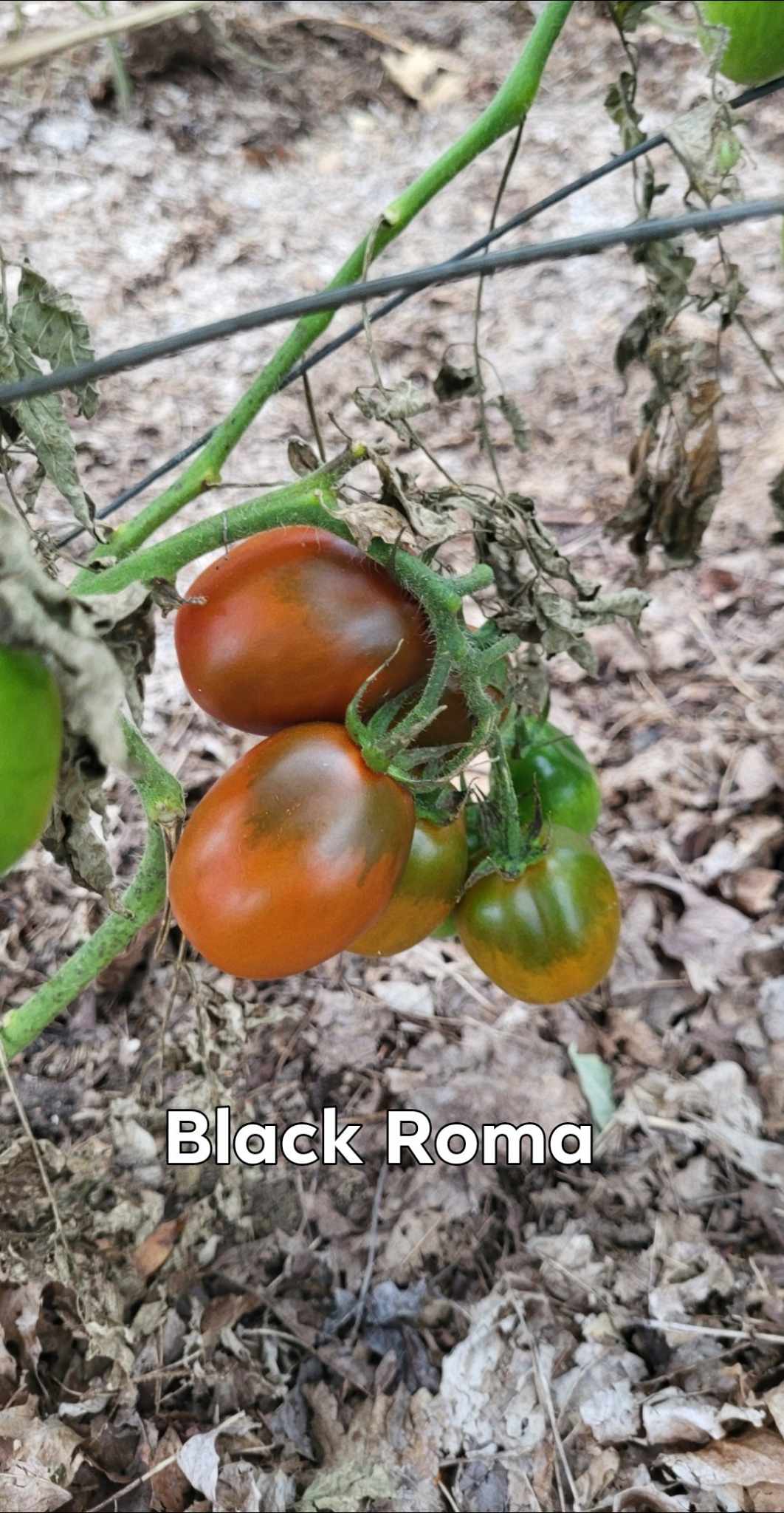 Black Roma (paste)