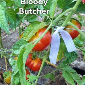Bloody Butcher