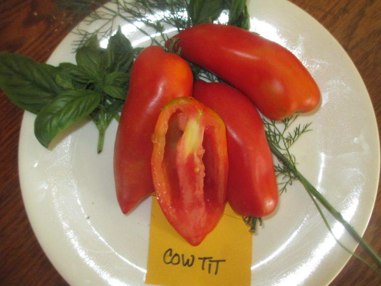 Cow's tit ( paste)