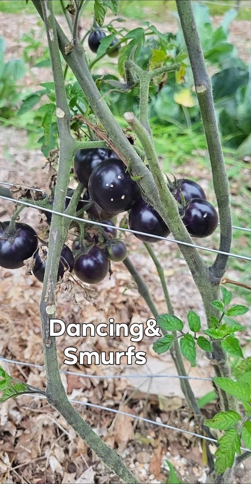 Dancing with Smurfs