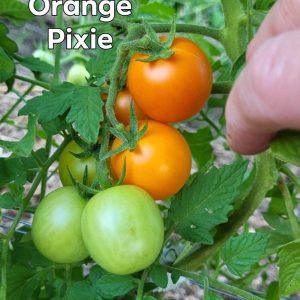 Orange Pixie