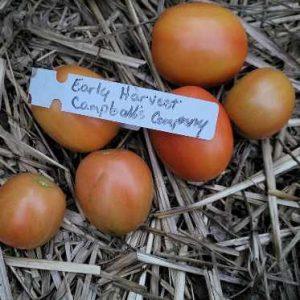 Early Harvest