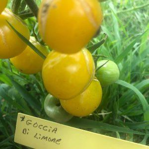 Goccia di Lemoine
