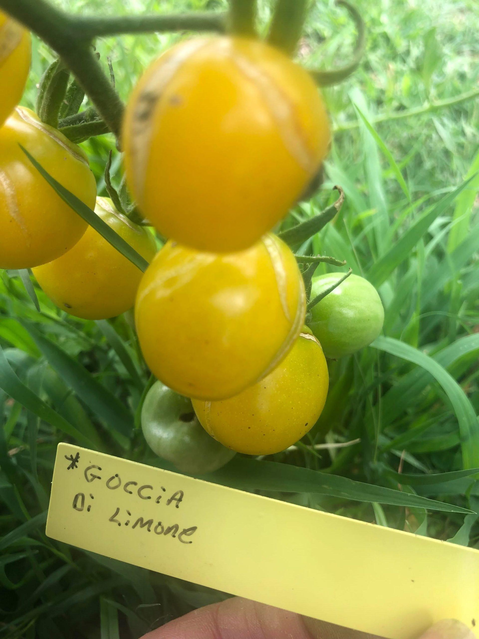 Goccia di Lemoine
