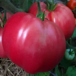 wedekind Heirloom pink