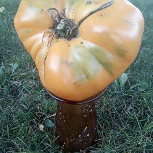 Yuko's persimmon perfection