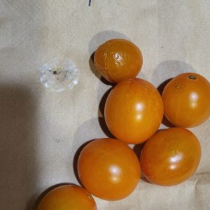 You can’t you won’t you don’t stop orange