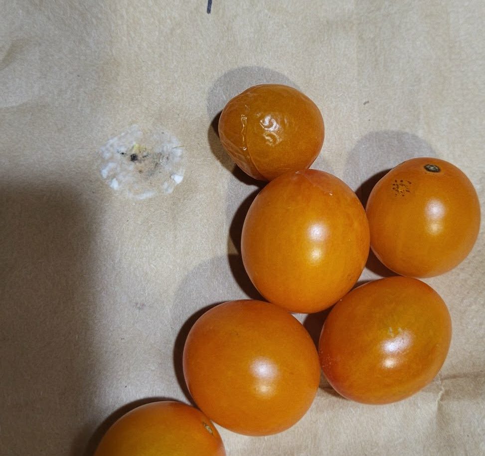 You can’t you won’t you don’t stop orange